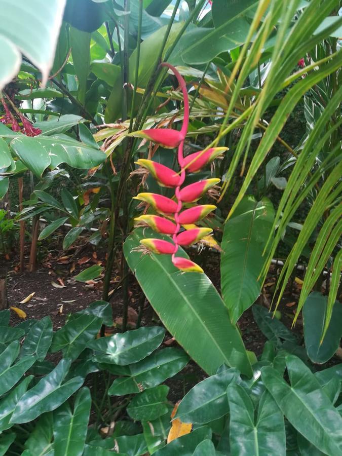 Villa Carolina Bed And Breakfast Puerto Plata ภายนอก รูปภาพ